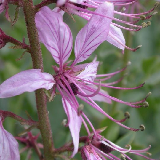 Estación biológica y jardín botánico de Torretes