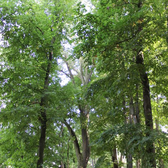 Dub u Labe na Ostrůvku