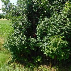 Kříž u silnice z Brtnice do Panské Lhoty