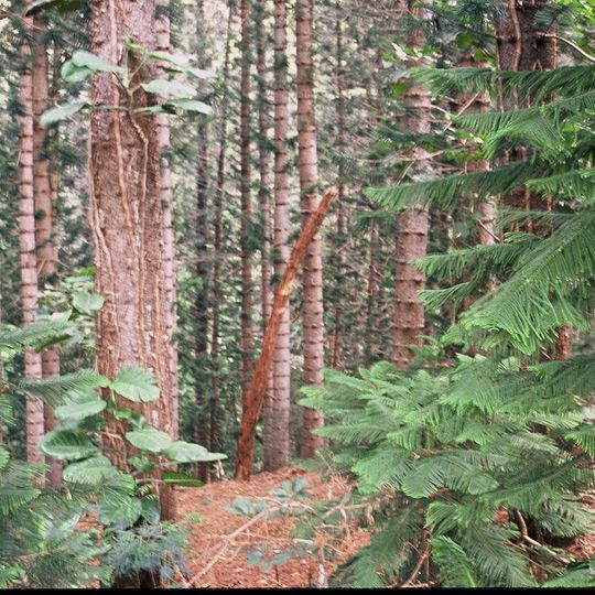 Keaīwa Heiau State Recreation Area
