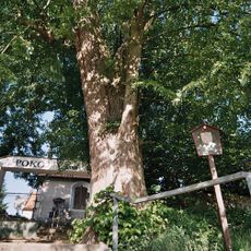 Štěpánovická lípa