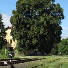 Lípa u nádraží v Kyjově