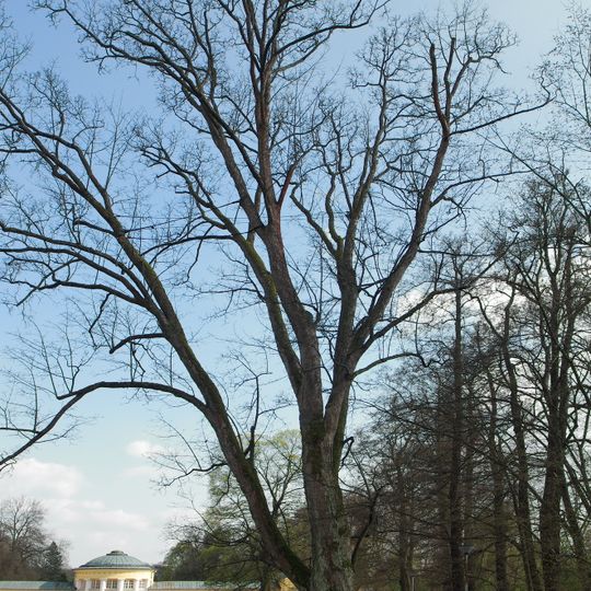 Javor u Ferdinandova pramene