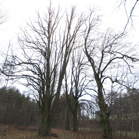 Lipové stromořadí v Červené Lhotě