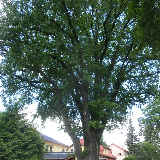 Stiel-Eiche Müggelwerderweg 6/8