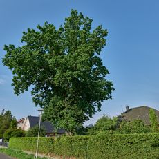 Naturdenkmal Eiche an der Kiefernstraße Kiefernstraße in Hennigsdorf