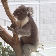 淡路ファームパークイングランドの丘 コアラ館