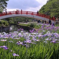 賀茂しょうぶ園
