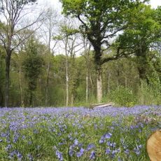 Church Woods