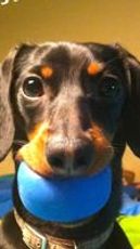 Crusoe The Celebrity Dachshund