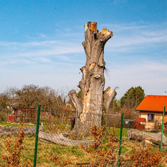 Památný buk v Ostřešanech
