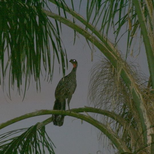 Área Natural de Manejo Integrado El Palmar