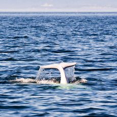 Saguenay–St. Lawrence Marine Park
