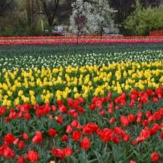 Jardín Conmemorativo de Tulipanes Indira Gandhi