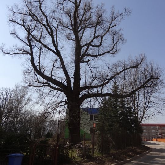 Liberec - lípa v Žitné ulici