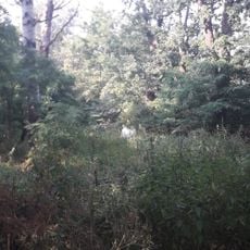 Park dworski w Janocinie