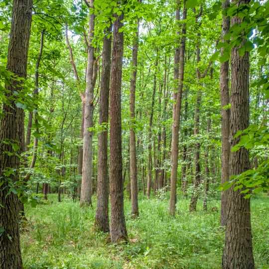 Spitalholz bei Gochsheim