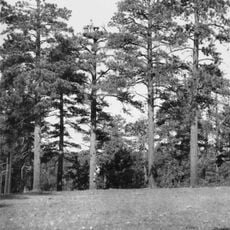Hull Tank Lookout Tree