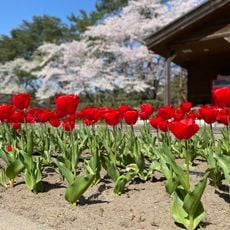 Niigata Prefectural Shiunjikinen Park