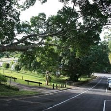 Eumundi War Memorial Trees