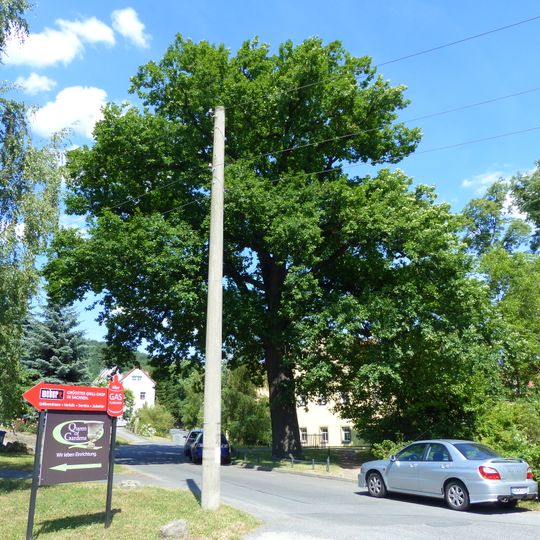 Naturdenkmal Stiel-Eiche Dorfplatz Oberpoyritz Dresden