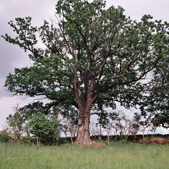 Dub ve Střížově II