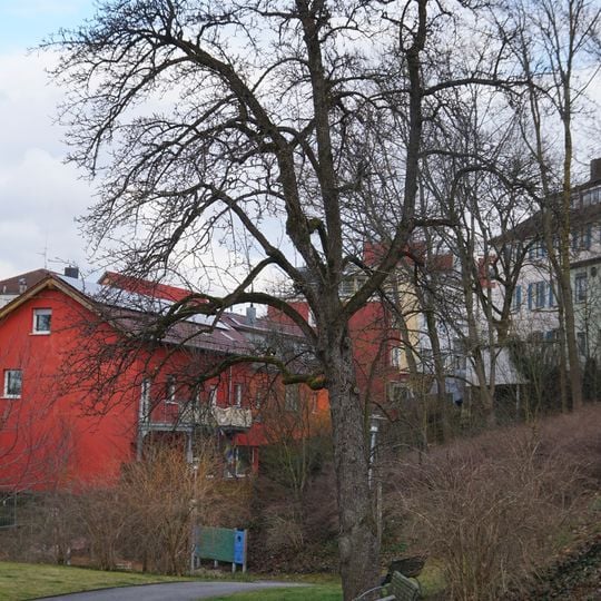 2 Birnbäume im Kirchengemeindegarten