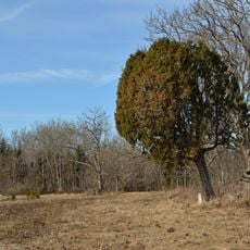 Tõnsu juniper
