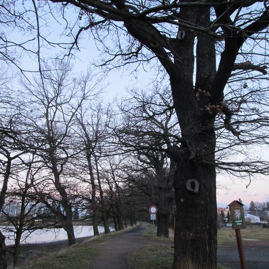 Duby u Velkého rybníka