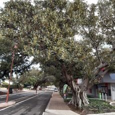 Moreton Terrace & Point Leander Drive Fig Trees