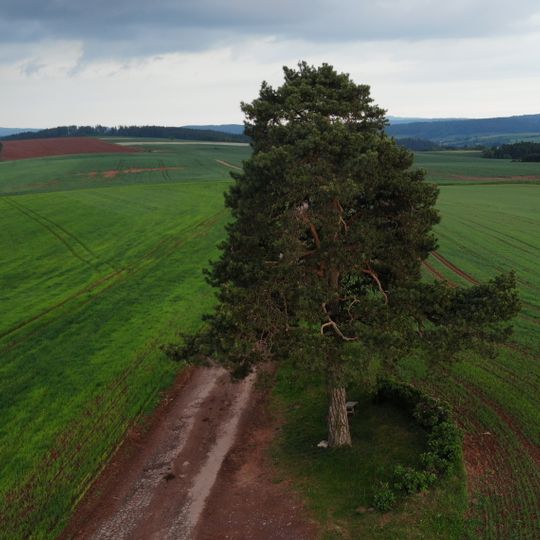 Borovice v Horní Kalné
