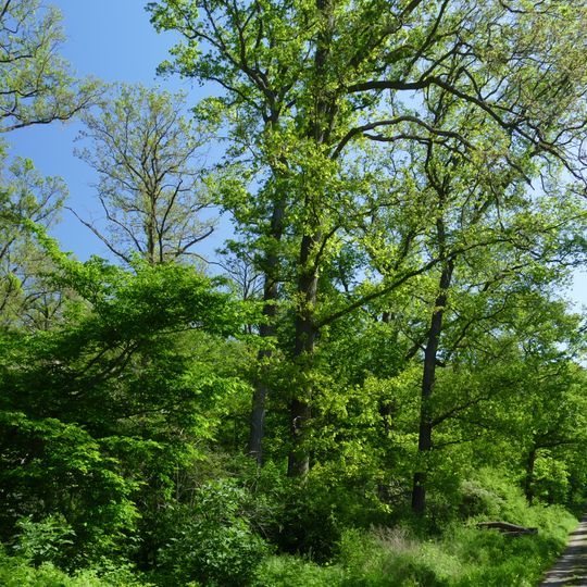 Laubwälder zwischen Braunschweig und Wolfsburg