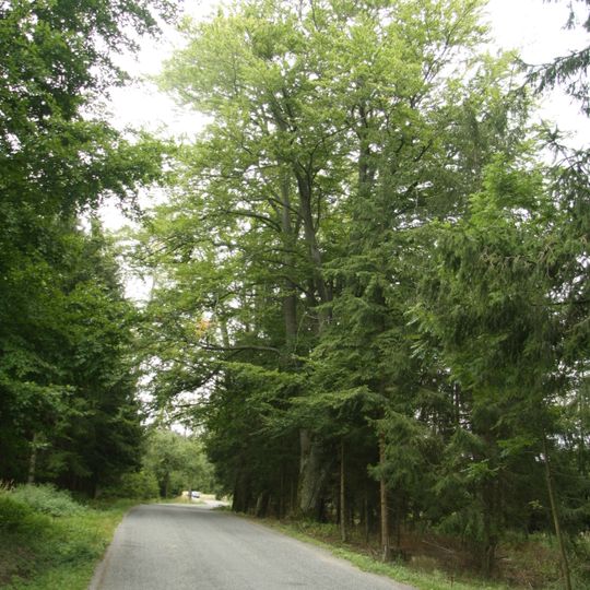 Buky a duby u Budkova