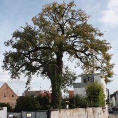 Wolfseiche von Lorsch