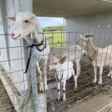しろう農園ヤギふれあい牧場