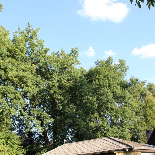 Skupina 33 dubů letních