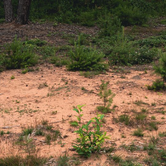 Naturschutzgebiet "Limbacher Sanddüne"