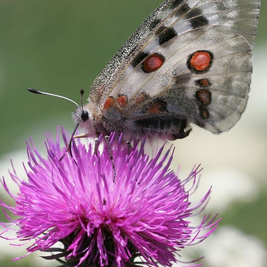 Réserve naturelle nationale du rocher de la Jaquette