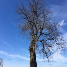 Tõrenurme Hiiepärn