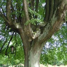 Lípa malolistá v Práchni