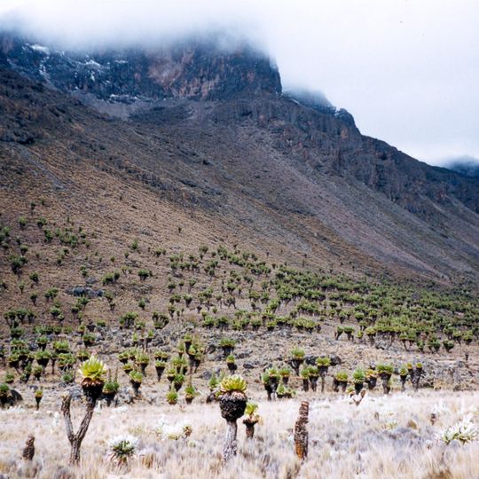 Parco nazionale del Monte Kenya