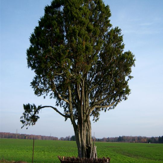 Pakuodžiupių kadagys