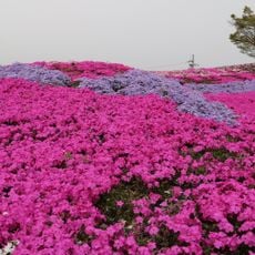 おおい町総合運動公園