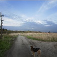 Лесопарк Разлив