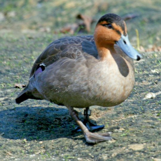 Marinduque Wildlife Sanctuary