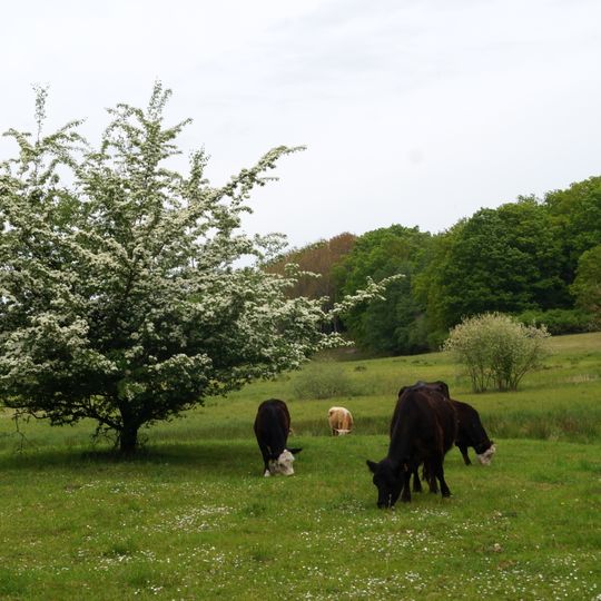 Trockenhänge bei Jülchendorf und Schönlager See