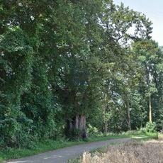 Grenadierlinde bei Überackern