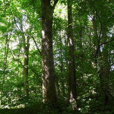 Palace park in Arklity