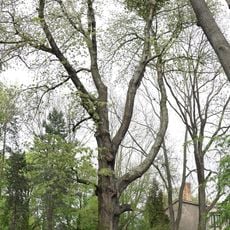 Třešeň ptačí v Říčanech u Prahy