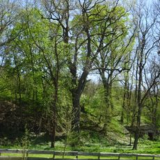 Dub na Nových Mlýnech (I.)